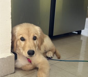 Golden retriever