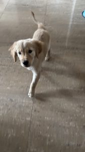 Golden retriever  female