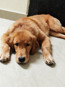 Golden retriever  female