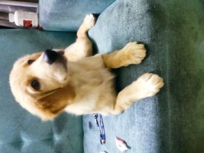 Golden retriever female with kci