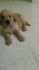 Golden retriever female 1 and half month