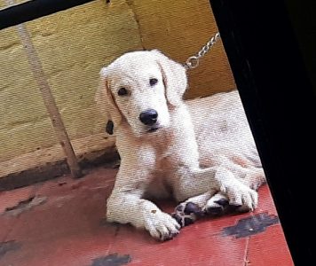 Golden retriever Male