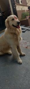 Golden Retriever male dog for sale