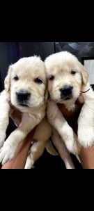 Golden Retriever male & female for sale