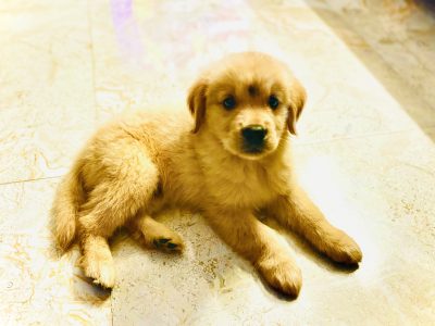 Golden Retriever Male - 20k - genuine sale