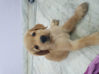 Golden Retriever Male pup