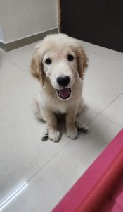 Golden Retriever Male