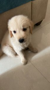 Golden retriever male