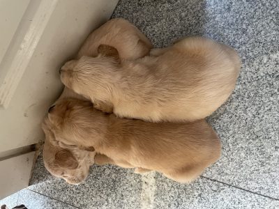 Golden retriever 1 month old puppy
