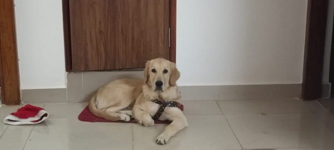 Golden Retriever (6 months old)