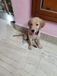 Golden retriever 3.5 months