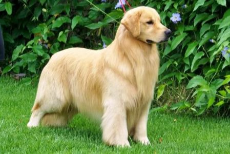 Golden Retriever Price In Bangalore