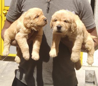 Golden retriever puppies for sale
