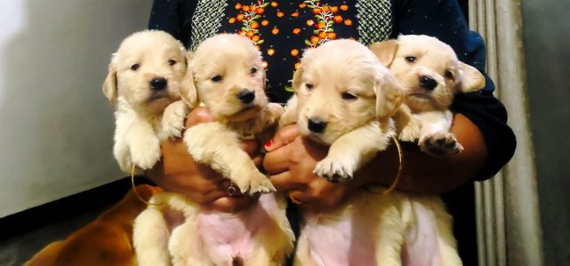 Golden retriever puppies