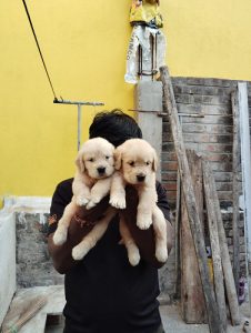Golden retriever puppies available in Chennai