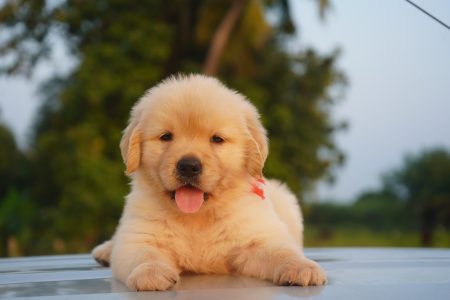 Golden retriever puppies available in Chennai