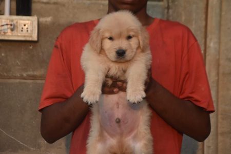 Golden retriever puppies available in chennai