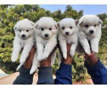 Golden retriever puppies 