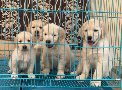 Golden retriever puppies for sale 9047773374