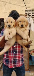 Golden retriever puppies for sale 9047773364