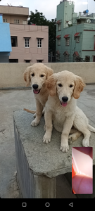 Golden retriever puppies for sale