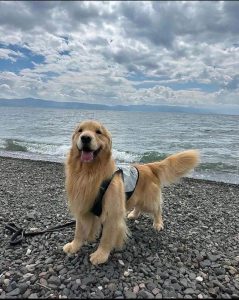 Golden retriever puppies for sale in Bangalore