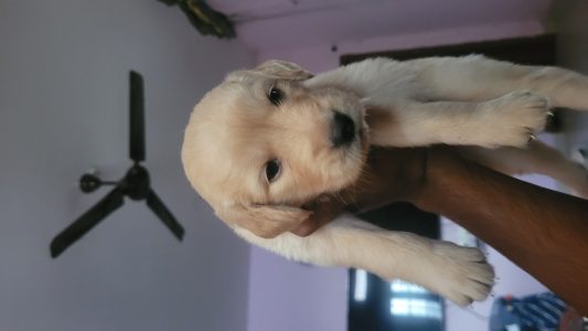 Golden Retriever puppies