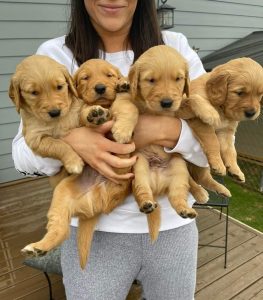 Golden retriever puppies for sale
