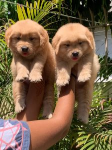 Golden retriever puppies for sale