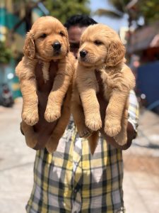 Golden retriever puppies price