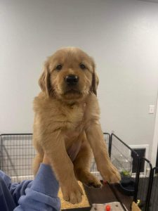 Golden retriever puppies for sale in goa