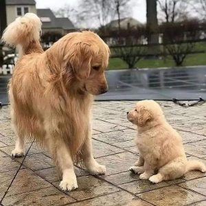 Golden retriever puppies for sale