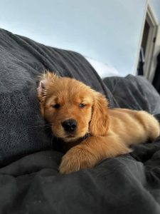 Golden retriever puppies for sale
