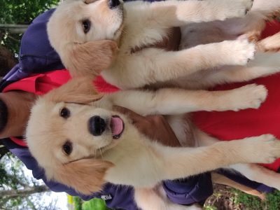 Golden Retriever Puppies Available