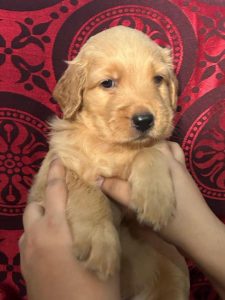 Golden Retriever puppies available