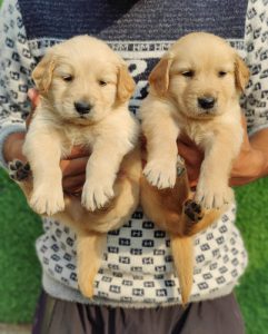 Golden Retriever Puppies For Sale Trust Kennel