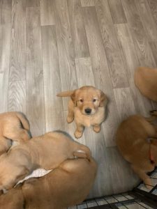 Golden retriever puppies for sale in Bangalore