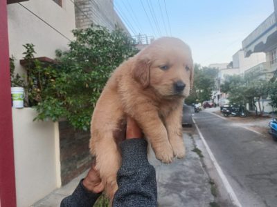 Golden retriever puppies for sale