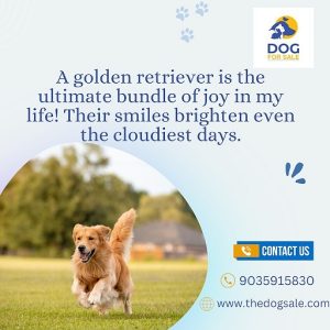 Golden retriever puppies for sale