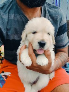 Golden retriever puppies for sale