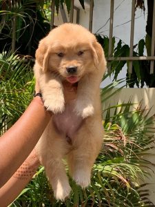 Golden retriever puppies for sale
