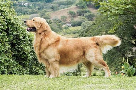 Golden retriever puppies for sale