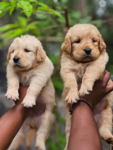 Golden retriever puppies for sale