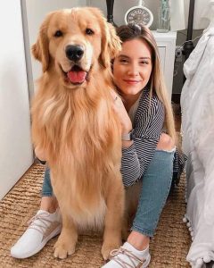 Golden retriever puppies