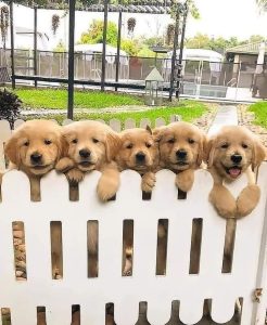 Golden retriever puppies for sale