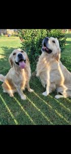 Golden retriever puppies for sale