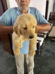 Golden retriever puppies