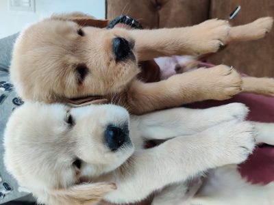 GOLDEN RETRIEVER PUPPIES - KCI registered