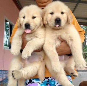 Golden retriever puppies for sale