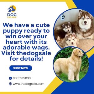 Golden retriever puppies for sale